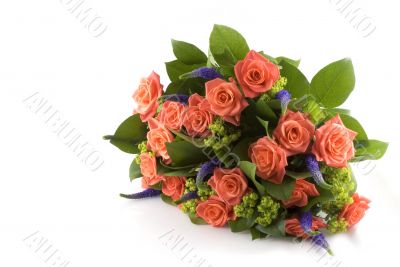 orange roses
