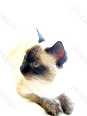 Siamese Cat