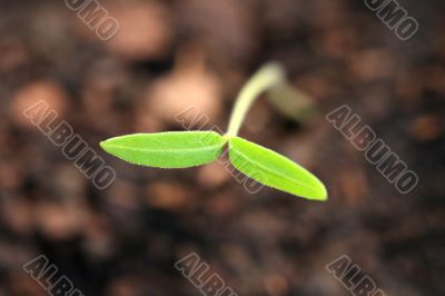 Organic Tomato Seedling