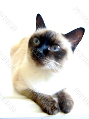 Simese Cat