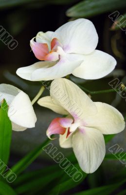 White Flowers