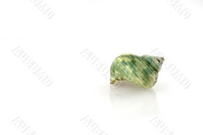 green snail