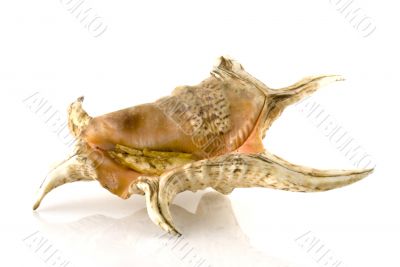sea-shell
