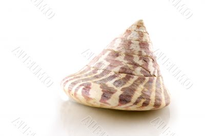 sea-shell