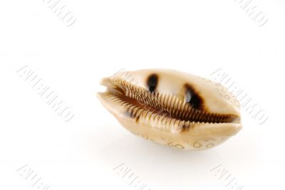 sea-shell