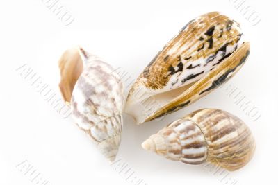 sea-shells