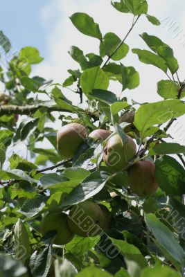 Apples on a tree.