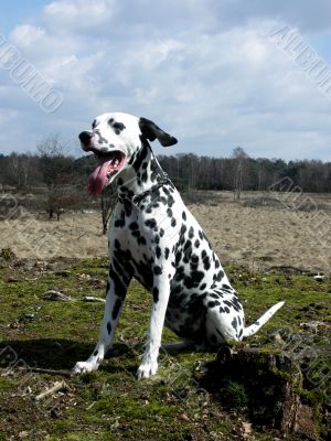 Dalmatian.