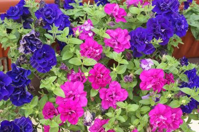 Colorful flowers.