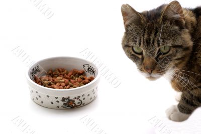 Isolated cat.
