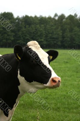 Cow portrait.