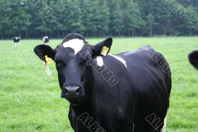 A black cow.
