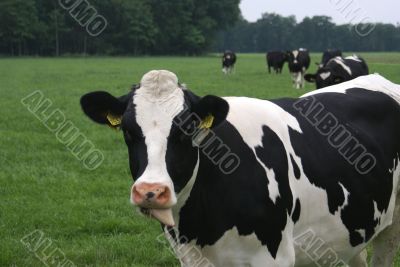 A cow.