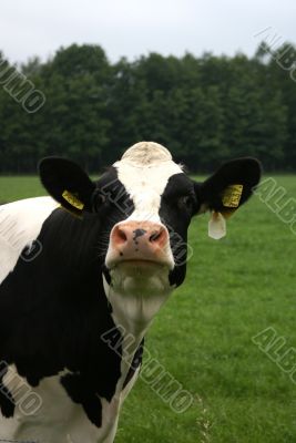 Funny cow.