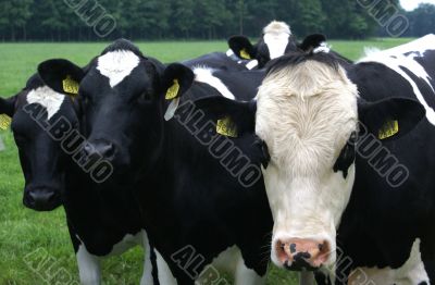 Three cows on a row.