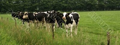 Group of cows.