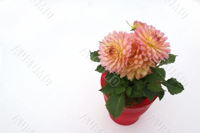 Dahlia.