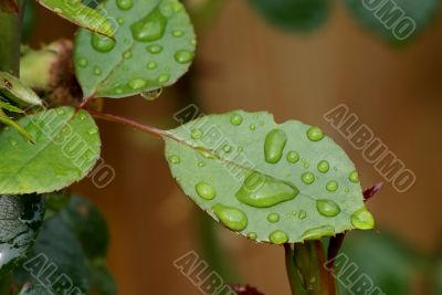 Waterdrops.