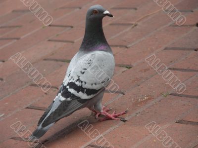 Dove.