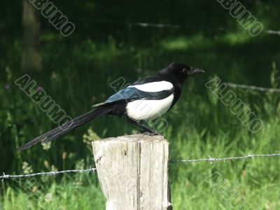 A magpie.