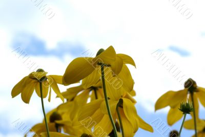 Flowers against the sky.