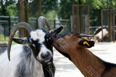 Goats.