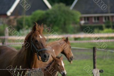 Horse in the wind.