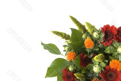 red gerbera`s