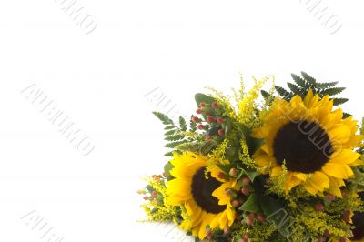 bunch of sunflowers