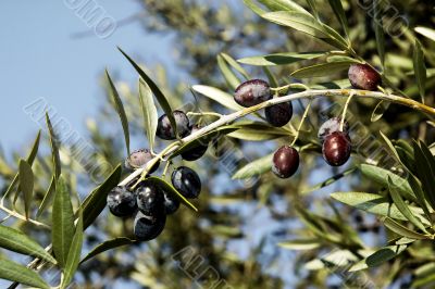 Olives