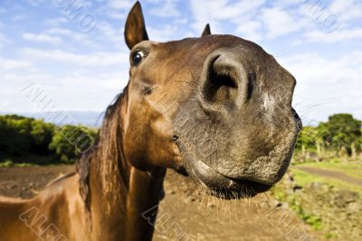 Inquisitive horse
