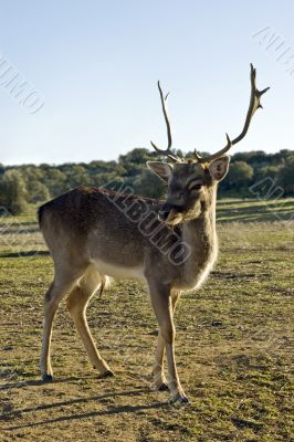 Red Deer - Cervus elaphus