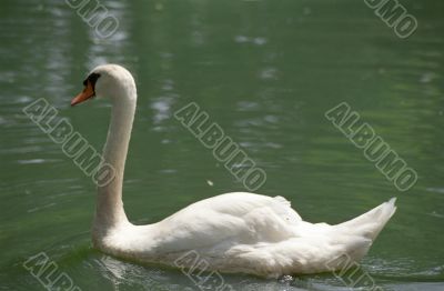 White Swan