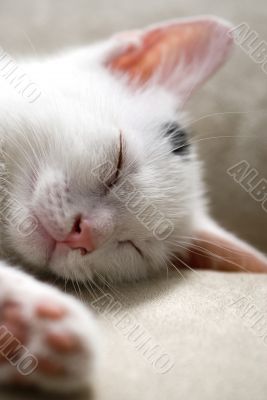 Little kitten