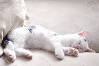 White kitten is sleeping
