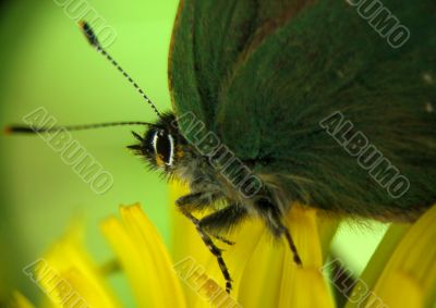 batterfly on flower