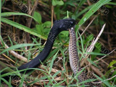 Snake eats Snake