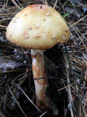 Mushroom