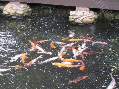 golden carp