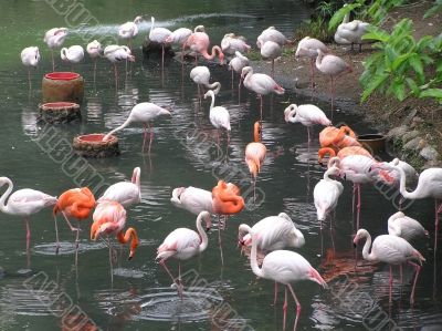 flamingos