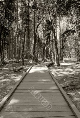 Forest Path
