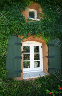 Windows With Ivy