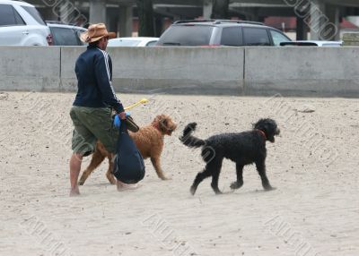 Two Terriers