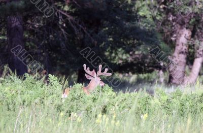Buck