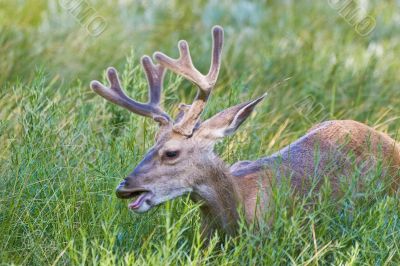 Wild Buck