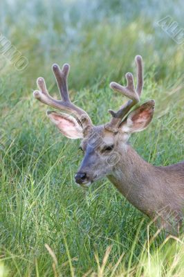 Wild Buck