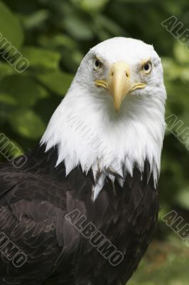 Eagle Closeup 2