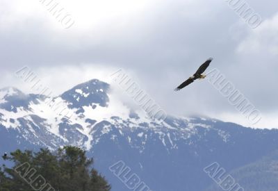 Eagle Soaring 2