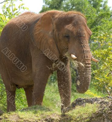 Elephant
