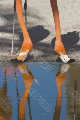 Flamingos Drinking